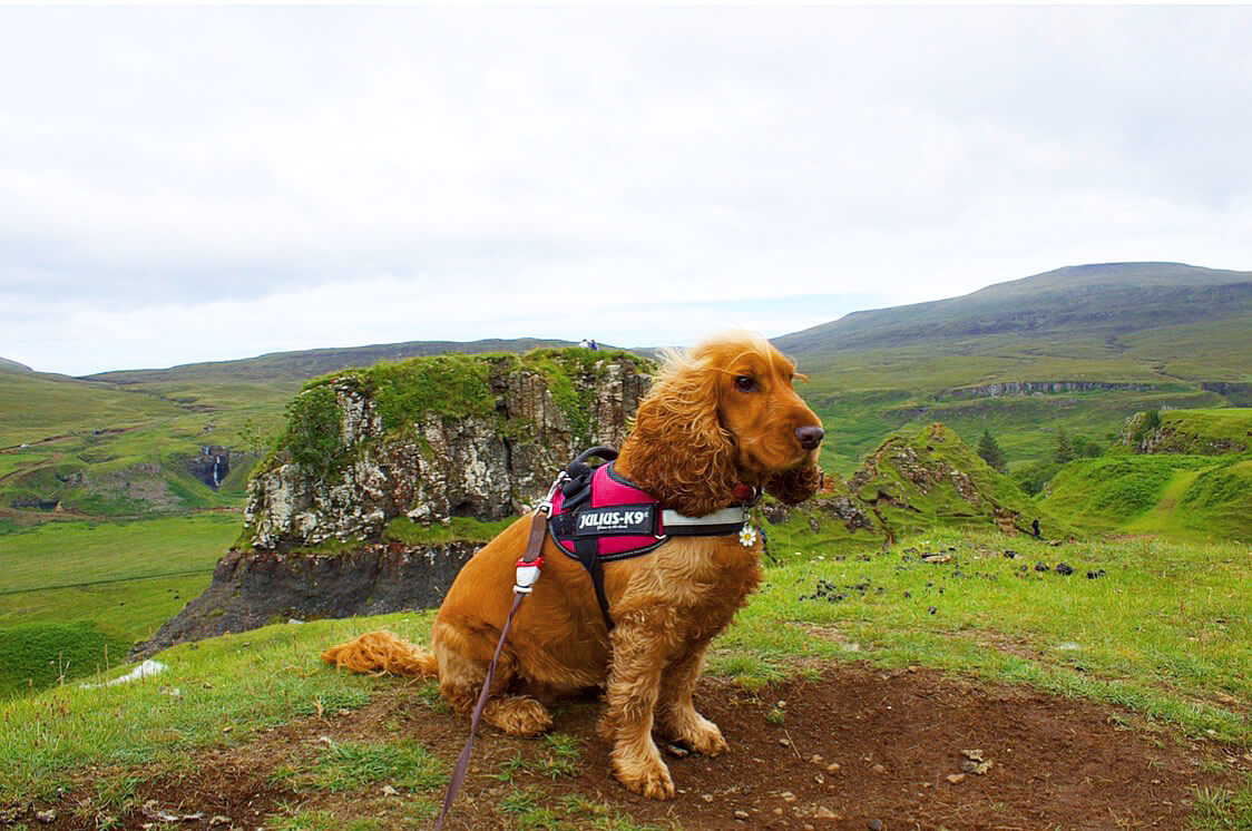 Photo of a dog, representing the companionship and support pets provide during cancer treatment